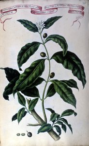 Le caféier. Herbier du XIXe siècle. - Unknown artist