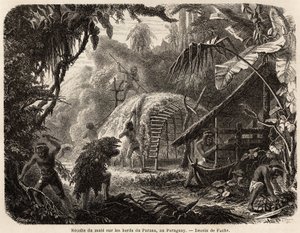 La collecte de maté sur les rives du Paraná, l