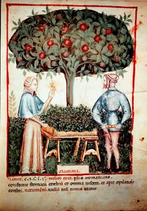 La cueillette de la marjolaine. Enluminure du « Tacuinum sanitatis » - Unknown artist