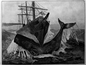 La collision entre un bateau et une baleine endormie. - Unknown artist