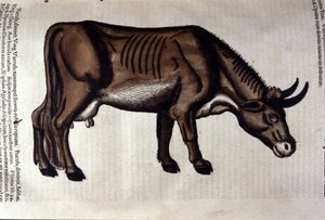 La vache d