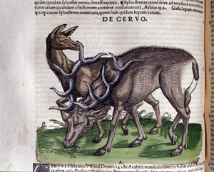 Le cerf d