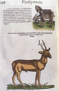 Le cerf dans Historia Animalium de Conrad Gesner (1516 - 1565), Tiguri