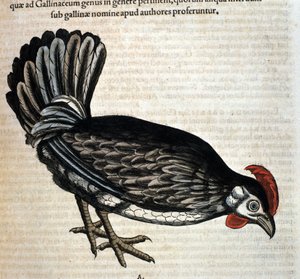 La poule domestique d