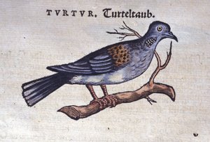 La colombe - d