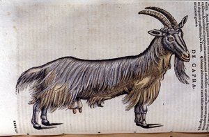 La chèvre d