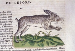 Le lièvre après l