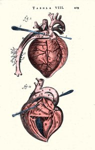 Le cœur. Planche anatomique d