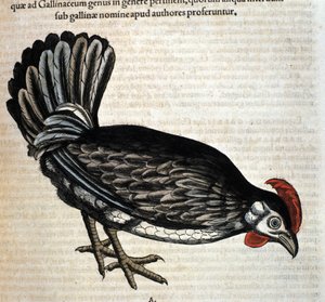 La poule d