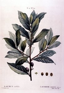 Le laurier. Herbier du 19ème siècle - Unknown artist