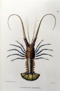 Le homard. 19ème siècle