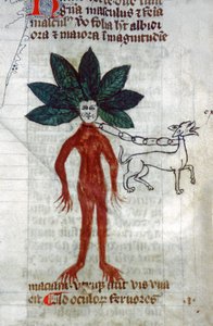 La mandragore (miniature)