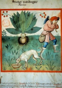 La mandragore - Unknown artist