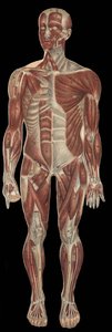 Les muscles de la tête, du tronc et des extrémités sur la partie antérieure du corps. Dans « La nouvelle médication naturelle » de F.E. Bilz, 1898 - Unknown artist