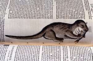 La loutre - Historia Animalium par Conrad Gesner (1516 - 1565), Tiguri - Unknown artist
