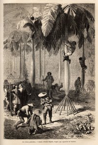 Les choux palmistes ; après avoir été dépouillée par les Indiens, l