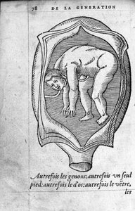 La position du fœtus dans l