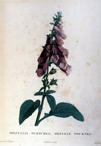 La digitale pourpre. Herbier du 19ème siècle