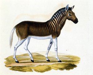 Le quagga (couagga), un animal disparu vers 1870 : c