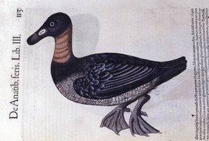 Le canard à cou rouge d