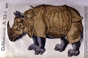 Le rhinocéros d