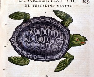 La tortue marine, selon l