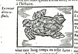 La tortue marine, d