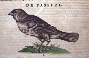 Le moineau dans Historia Animalium par Conrad Gesner (1516 - 1565), Tiguri - Unknown artist