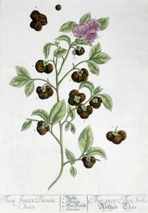 Le théier Frutex Bontii - planche botanique - Unknown artist