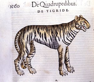 Le tigre - dans Historia Animalium par Conrad Gesner (1516 - 1565), Tiguri - Unknown artist