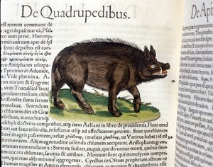 Le sanglier d