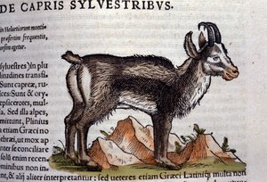 La chèvre sauvage d