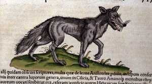 Le loup d