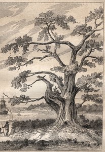 Troisième voyage (1776-1779) du capitaine James Cook (1728-1779) : arbre sous lequel Cook observa le passage de Vénus - illustration tirée de "Les Grands Navigateurs du XVIIIe siècle".