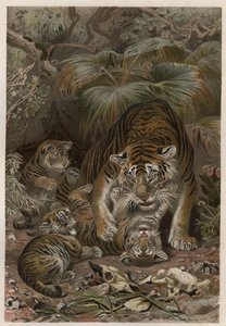 Tigre (Panthera tigris) avec petits - gravure de « La Vie des Animaux » par Alfred Edmund Brehm (1829-1884)