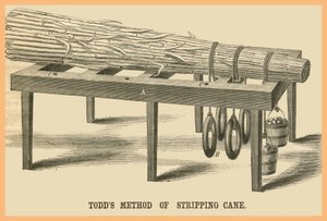 Méthode Todds de dépouillement de la canne - Unknown Artist