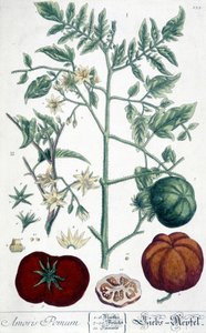 Tomate, planche botanique - Unknown artist