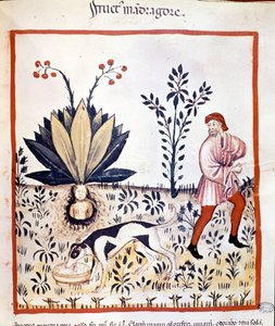 Traité de médecine « Tacuinum sanitatis » 14ème siècle. Récolte de Mandragore. Bibliothèque Nationale Braidense, Milan - Unknown artist