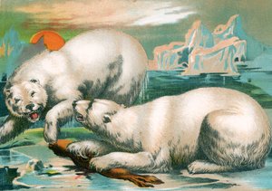 Deux ours polaires se battant pour un phoque - Unknown artist