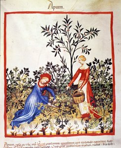 Deux femmes cueillent du persil. Enluminure du « Tacuinum sanitatis ». - Unknown artist