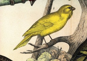 Un canari - dans « Histoire naturelle des oiseaux », éd. Hoeopli, Milan