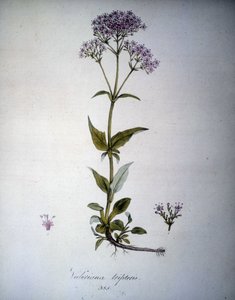 Valeriana mauve ou Valeriana tripteris. Herbier du 19ème siècle. - Unknown artist