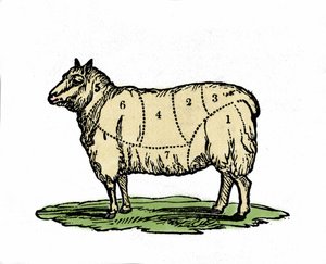 Divers morceaux de mouton boucherie. Illustration de la fin du 19e siècle