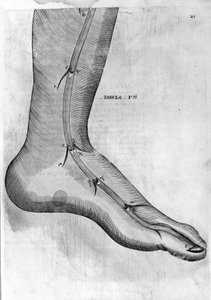 Veines de la cheville et du pied - dans De venarum ostiolis de Girolamo Fabricii d