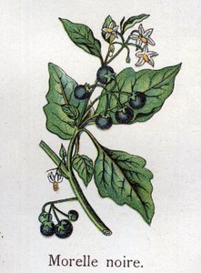 Plantes botaniques vénéneuses : morelle noire. Gravure dans "La médication naturelle" de Friedrich Eduard Bilz (1842-1922) - Unknown artist