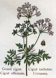 Plantes botaniques vénéneuses : grande, officinale, tache et cocuasse. Gravure dans "La médication naturelle" de Friedrich Eduard Bilz (1842-1922) - Unknown artist
