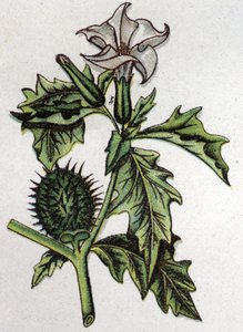 Plantes botaniques vénéneuses : stramoine de pomme épineuse. Gravure dans "La médication naturelle" de Friedrich Eduard Bilz (1842-1922) - Unknown artist