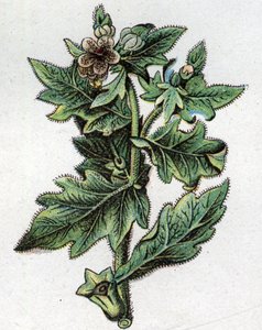 Plantes botaniques vénéneuses : jusquiame. Gravure dans "La médication naturelle" de Friedrich Eduard Bilz (1842-1922)