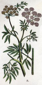 Plantes botaniques vénéneuses : ciguë aquatique (Cicuta virosa). Gravure dans "La médication naturelle" de Friedrich Eduard Bilz (1842-1922)