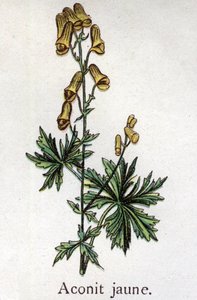 Plantes botaniques vénéneuses : aconit jaune. Gravure dans "La médication naturelle" de Friedrich Eduard Bilz (1842-1922) - Unknown artist